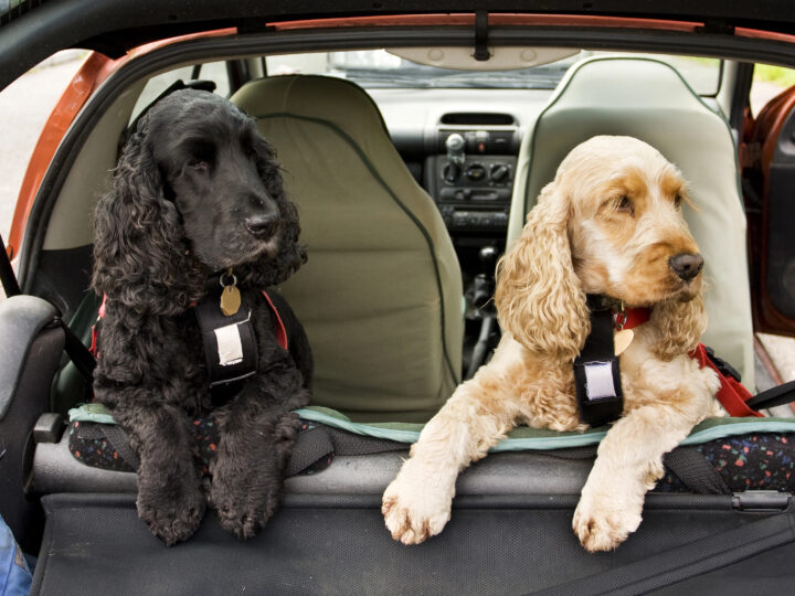Hipertermia em Pets: Cuidados Essenciais Para Evitar Riscos em Dias Quentes