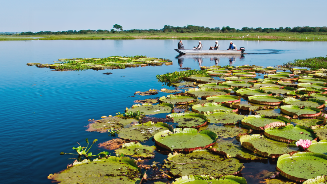 Dia do Pantanal: Conservação e Ações que Fortalecem o Bioma
