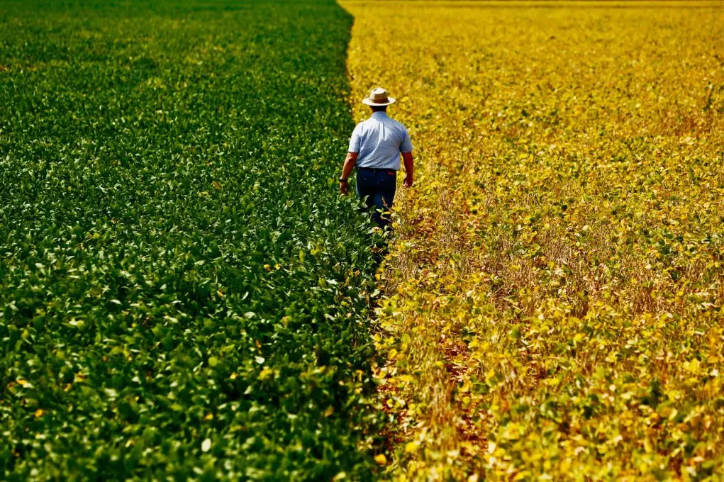 Como a IA Está Transformando o Brasil no Celeiro Inteligente do Mundo
