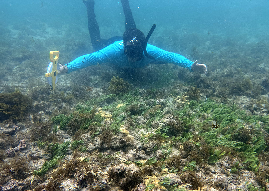 Programa Florestas Marinhas Será Defendido na COP30