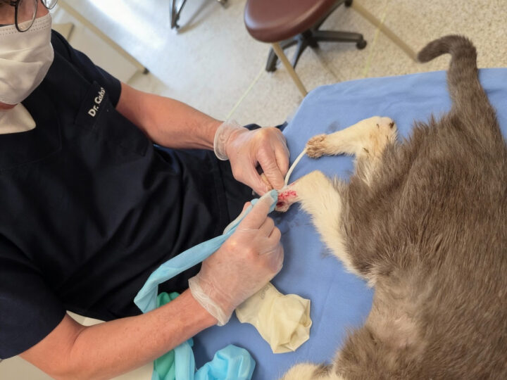 Surto de Doença Fúngica em Gatos Ameaça Saúde Pública e Traz Riscos para Tutores de Pets e Profissionais da Área Veterinária